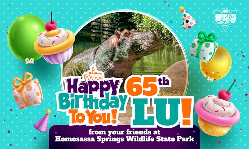 Lu's Birthday