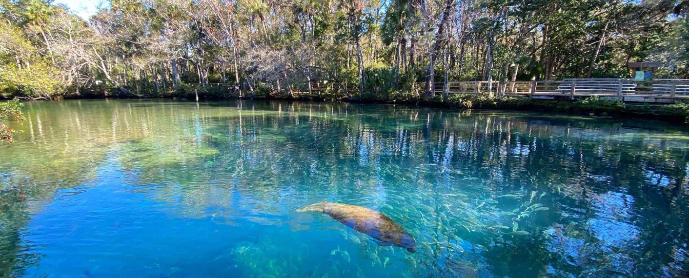 manatee in spring