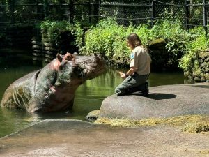 Homosassa Springs Wildlife State Park Hippo Encounter