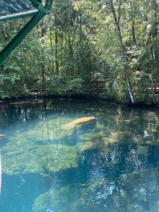 Homosassa Springs Wildlife State Park Hippo Encounter Manatee Earth Day