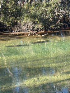 Homosassa Springs Water